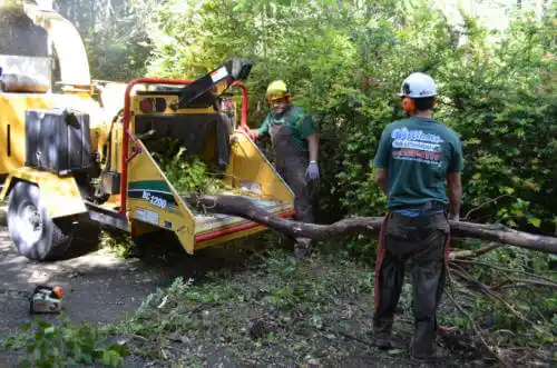 tree services La Palma